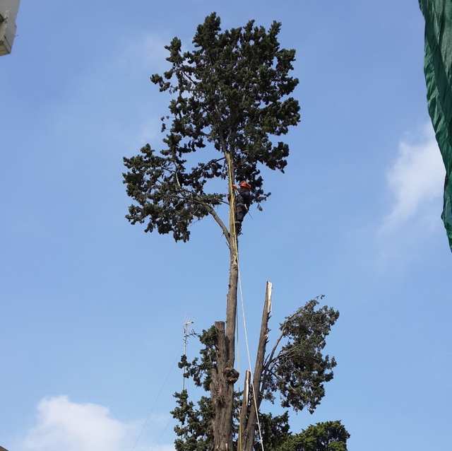 Arborista con arnés en la copa de un árbol alto, con parte del tronco ya desramado.