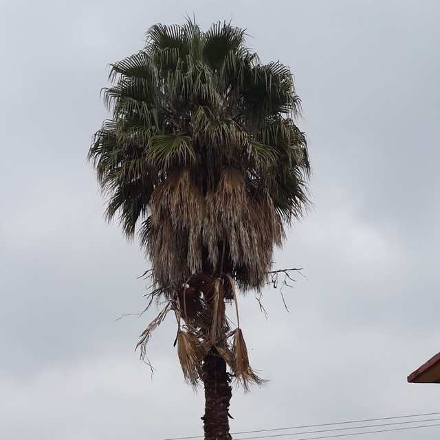Palmera de abanico con una falda de hojas secas colgando bajo la copa.