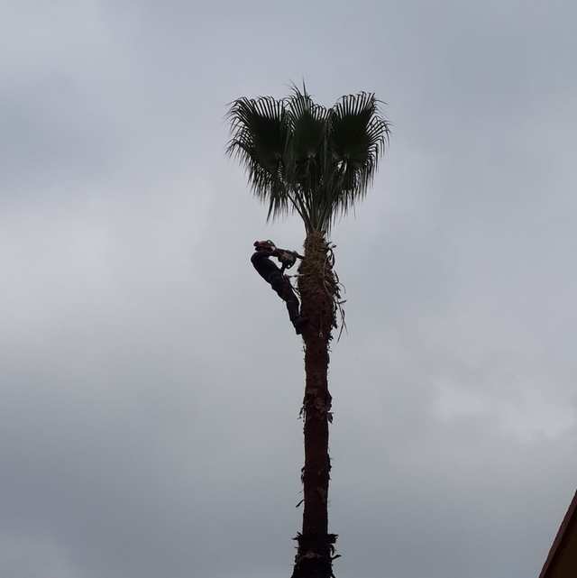 Arborista trepado en el tronco de una palmera de abanico ya sin hojas secas.