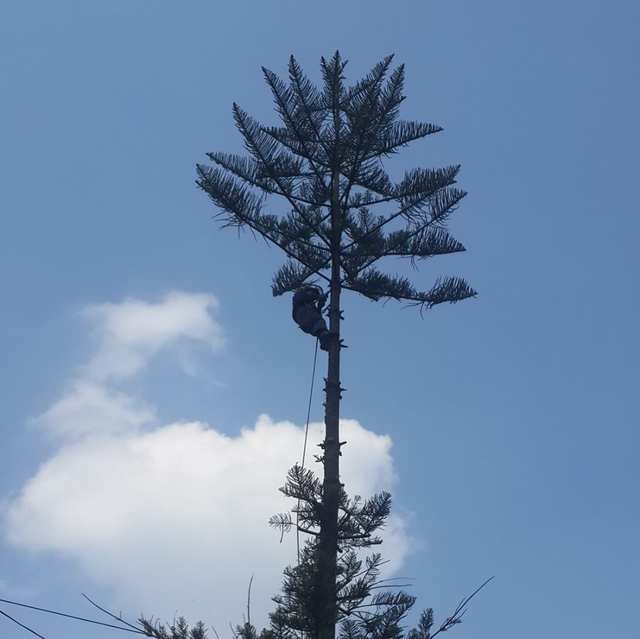 Arborista a media altura del tronco de una araucaria con sus ramas en pisos.