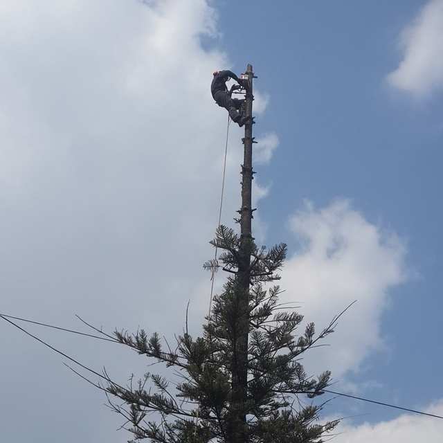 Arborista en la punta del tronco de una araucaria ya sin copa, con cables de luz cerca.