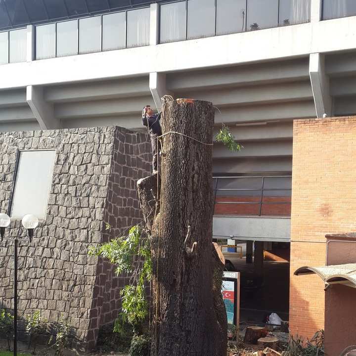 Arborista sobre un tronco muy grueso y ya sin copa, pegado a un edificio de concreto y ladrillo.