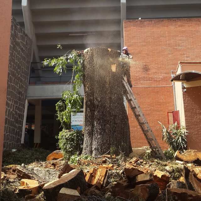 Arborista con motosierra en una escalera cortando un tronco grueso; trozos de madera en el suelo.