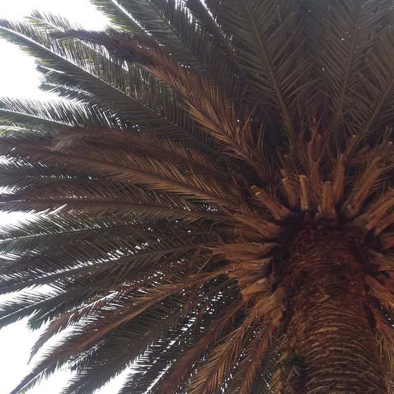 Copa de una palmera vista desde abajo, con hojas secas y cafés entre las verdes.