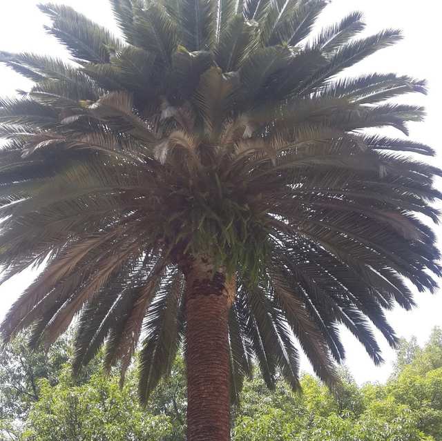 Palmera alta con la copa llena y hojas secas colgando.