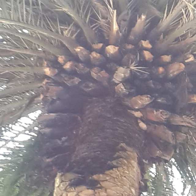 Tronco de palmera visto desde abajo con las bases de las hojas recortadas de forma pareja.