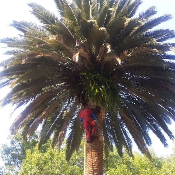 Arborista con ropa roja y arnés trepado en el tronco de una palmera, bajo la copa, durante una limpieza.