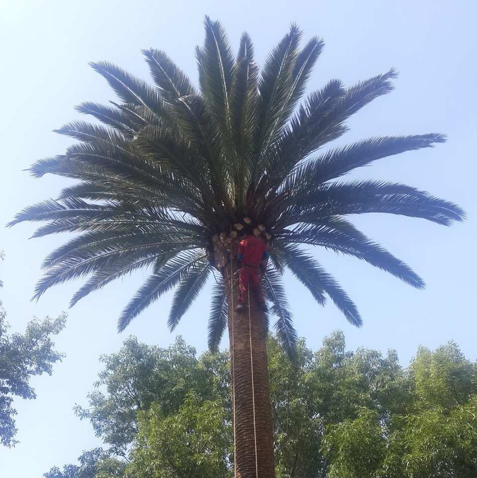 Arborista con ropa roja en la copa de una palmera alta, contra el cielo azul.