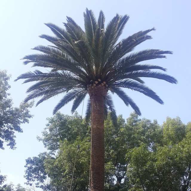 Palmera alta con la copa limpia y verde, sin hojas secas.