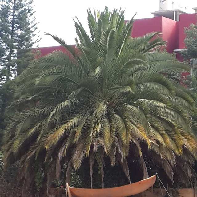 Palmera ancha con hojas amarillentas frente a un edificio rojo.