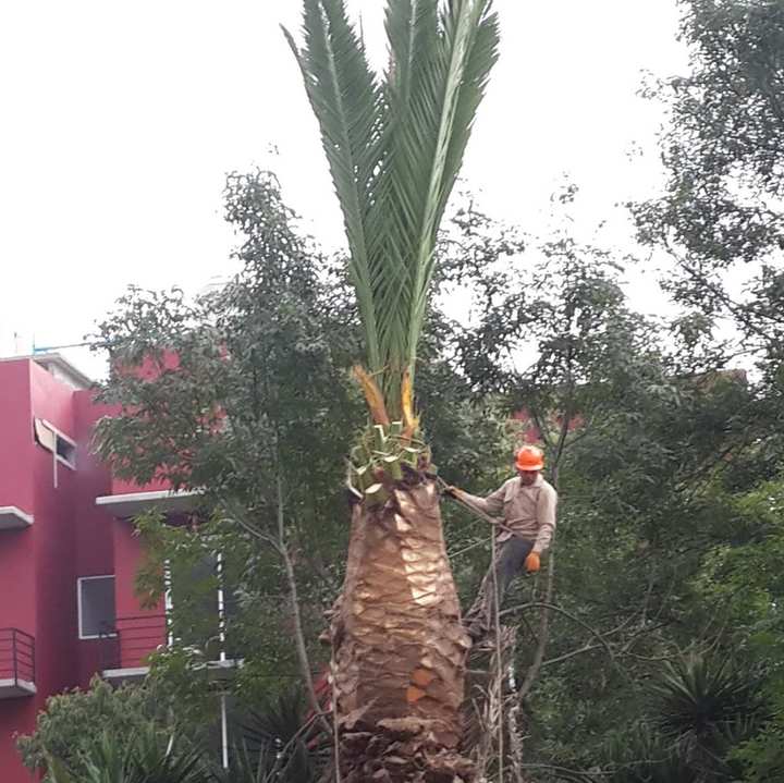 Arborista con casco naranja y arnés junto al tronco de una palmera a la que sólo le quedan las hojas de la punta.