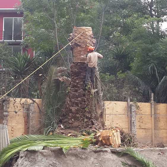 Arborista con casco sobre el tronco de una palmera; una sección cortada descansa en el suelo.
