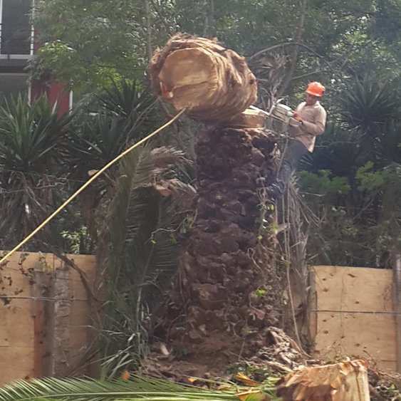 Arborista con casco corta con motosierra una sección del tronco de una palmera, sujeta con una cuerda amarilla.