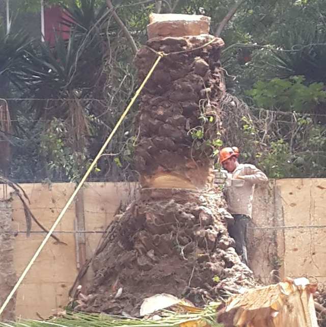Tramo de tronco de palmera amarrado con cuerda amarilla mientras un arborista con casco lo corta.