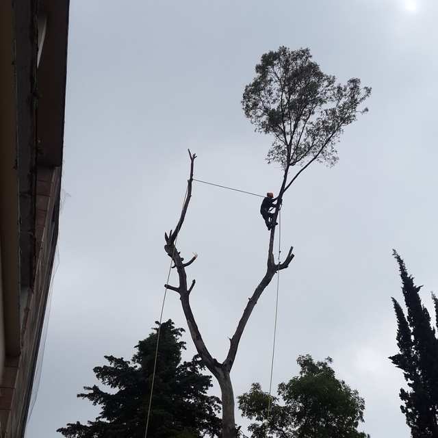 Arborista con casco colgado de cuerdas en un árbol alto al que sólo le queda la copa de la punta.