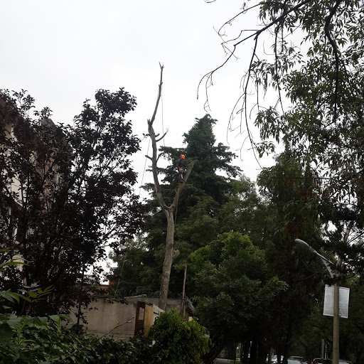 Árbol seco y sin hojas, más alto que los árboles de alrededor, con un arborista en la parte alta.