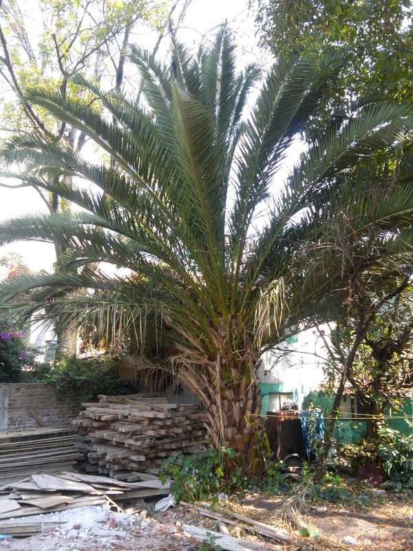 Palmera de tronco corto en un terreno en obra, junto a madera apilada y escombro.