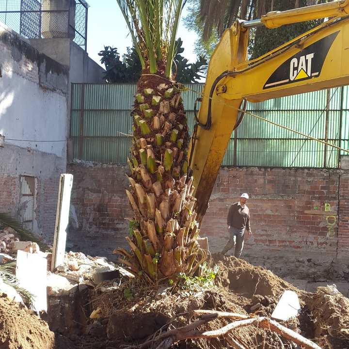 Palmera con las hojas amarradas hacia arriba, sostenida por el brazo de una excavadora y con la tierra excavada alrededor de la raíz.