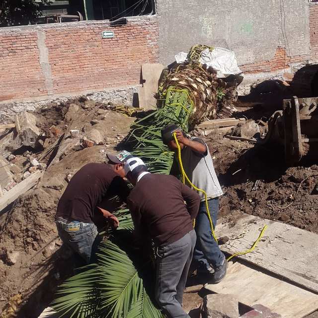 Tres trabajadores preparan una palmera acostada, con las hojas amarradas y la raíz envuelta.