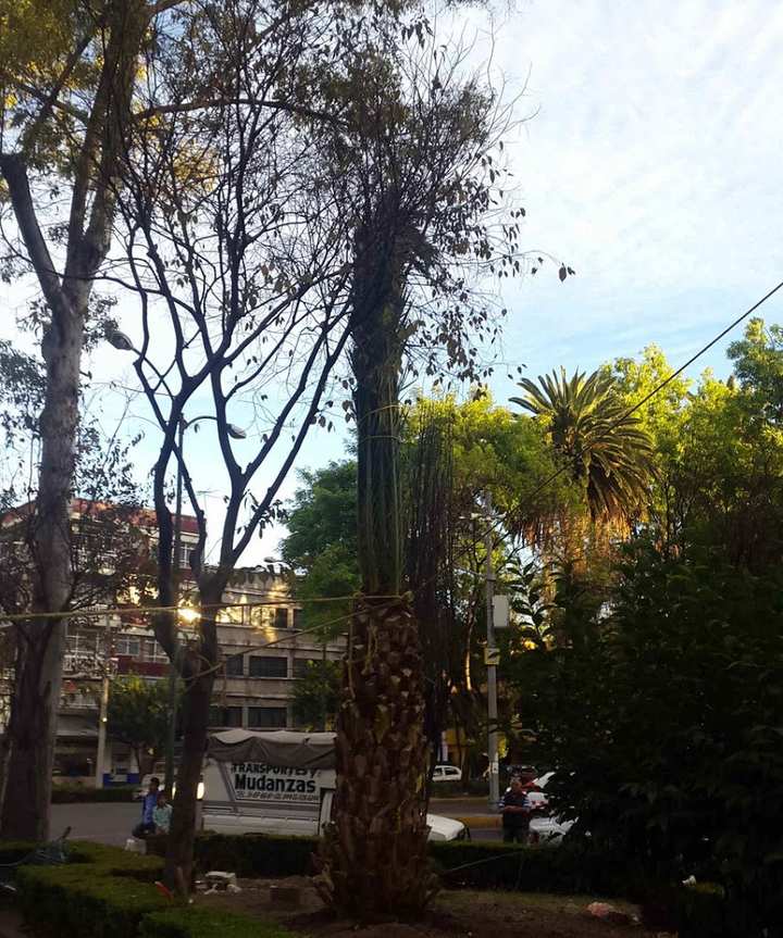 Palmera ya plantada en un área verde junto a la calle, con las hojas todavía amarradas.