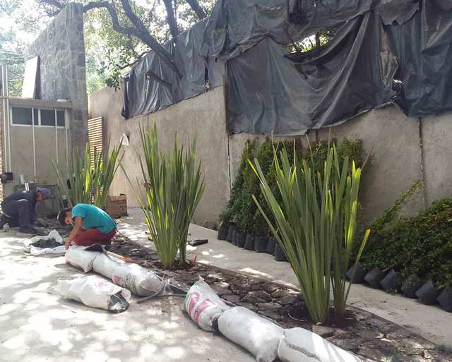 Trabajadores plantan hileras de plantas de hojas largas junto a un muro, con costales de tierra en el piso.